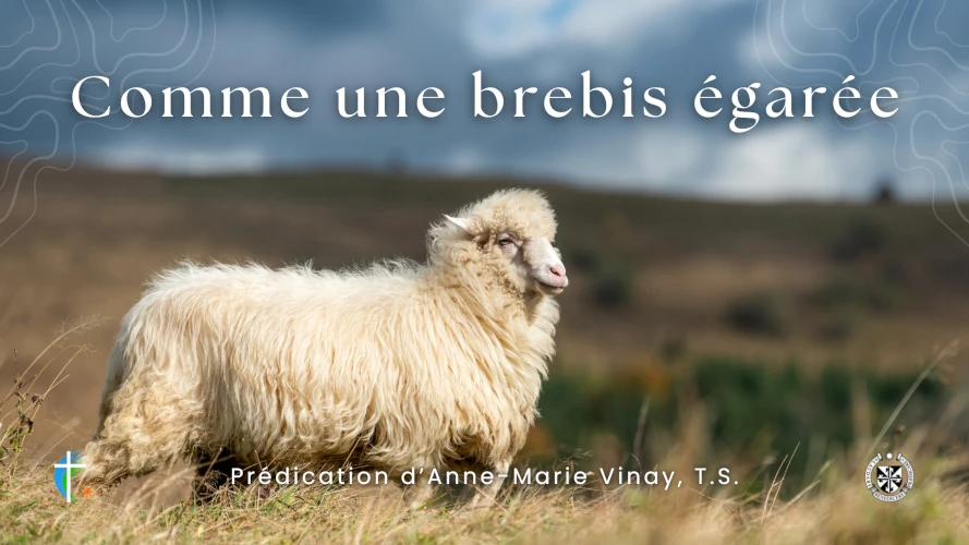 predication-comme-une-brebis-egaree